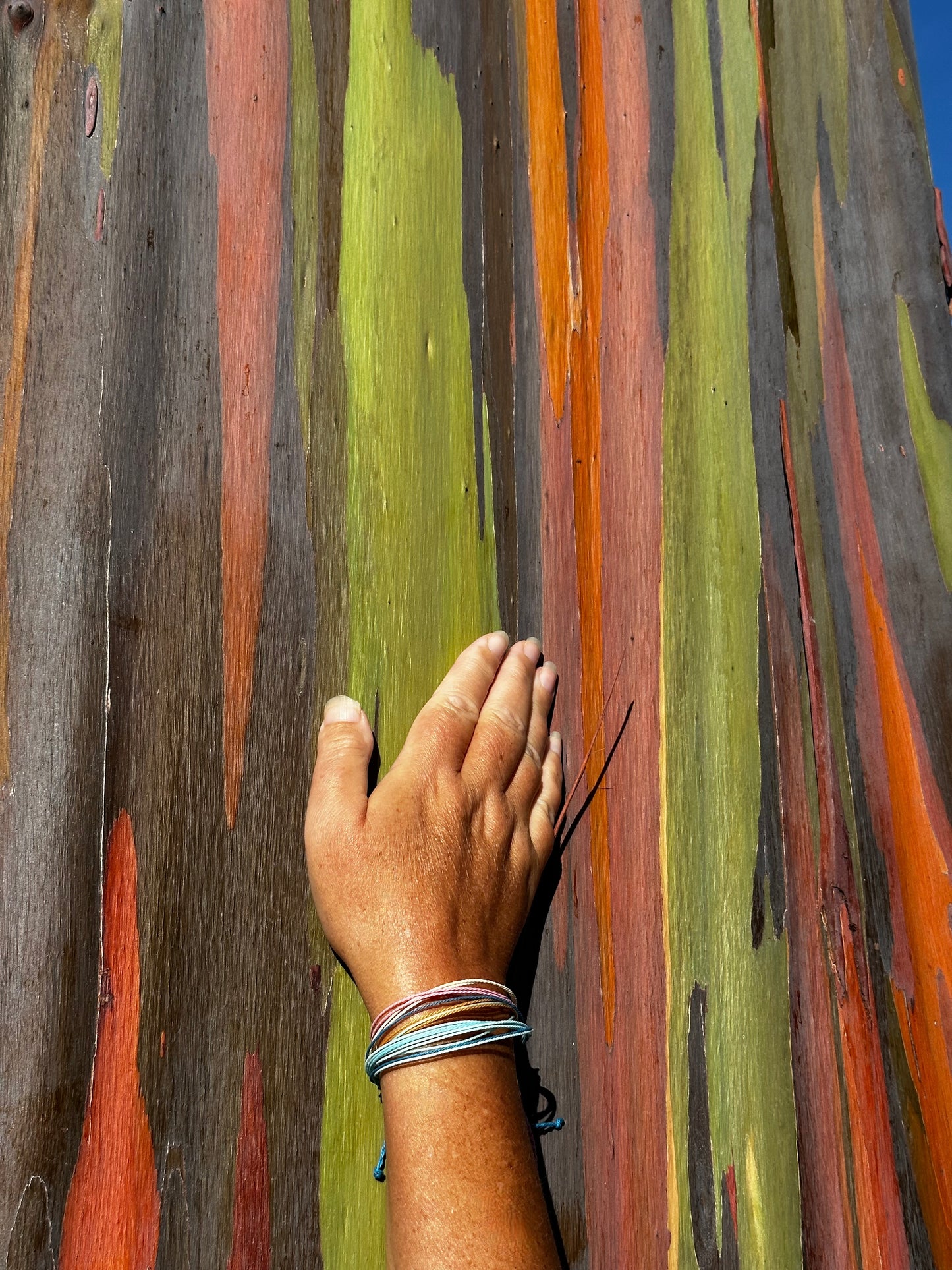 Maui Mode Rainbow Tree Bracelets